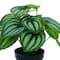 11&#x22; Potted Green &#x26; White Peperomia Plant by Ashland&#xAE;